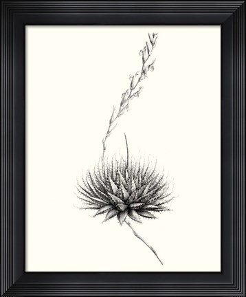 Framed Graphic Succulents V Print