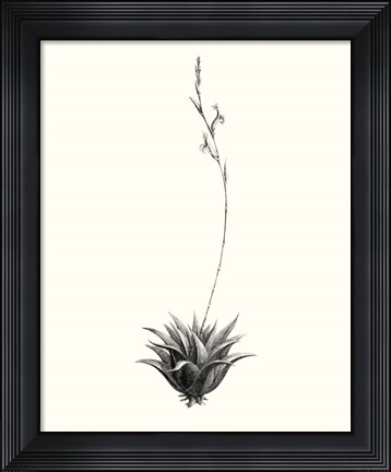 Framed Graphic Succulents VI Print