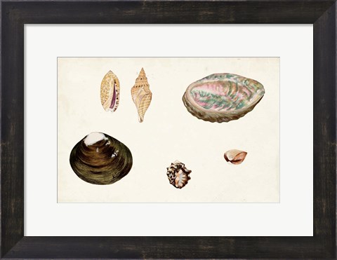 Framed Antique Shell Anthology VIII Print