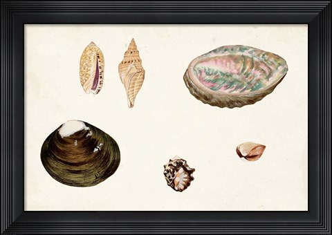 Framed Antique Shell Anthology VIII Print