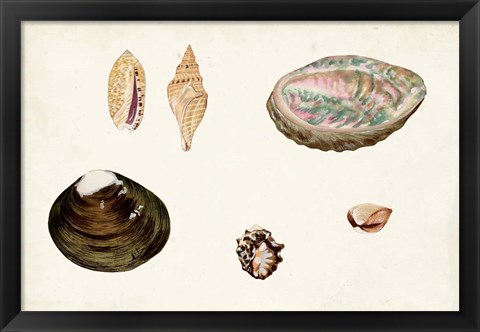 Framed Antique Shell Anthology VIII Print