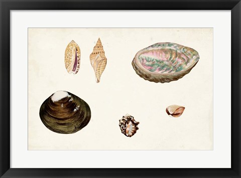 Framed Antique Shell Anthology VIII Print