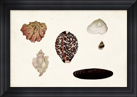 Framed Antique Shell Anthology IX Print