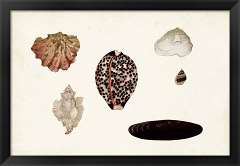 Framed Antique Shell Anthology IX Print