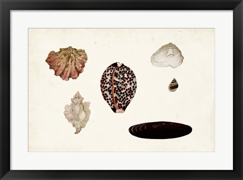 Framed Antique Shell Anthology IX Print