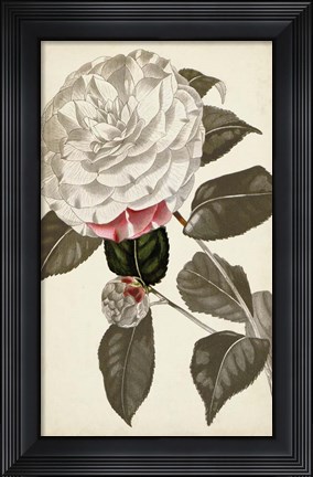 Framed Silvery Botanicals I Print