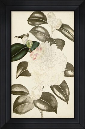 Framed Silvery Botanicals II Print