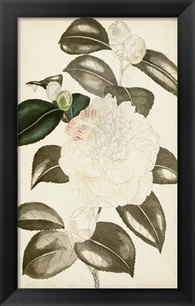 Framed Silvery Botanicals II Print