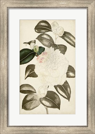 Framed Silvery Botanicals II Print