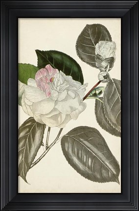 Framed Silvery Botanicals III Print