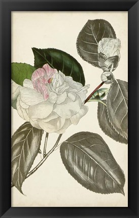 Framed Silvery Botanicals III Print