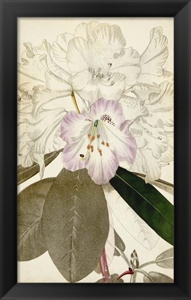 Framed Silvery Botanicals IV Print