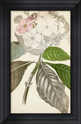 Framed Silvery Botanicals V Print