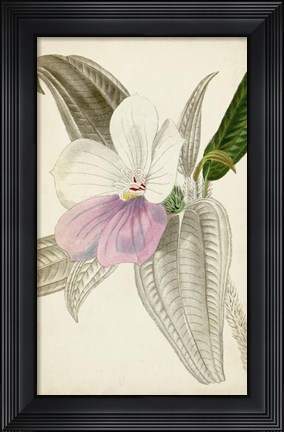 Framed Silvery Botanicals VII Print