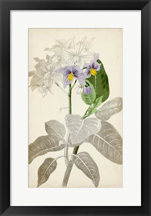 Framed Silvery Botanicals IX Print