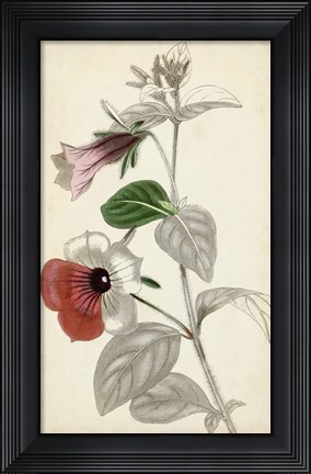 Framed Silvery Botanicals X Print