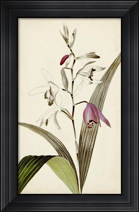 Framed Silvery Botanicals XI Print