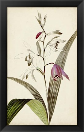 Framed Silvery Botanicals XI Print