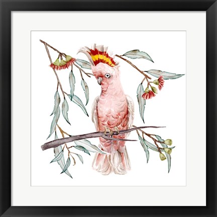 Framed Pink Cockatoo I Print