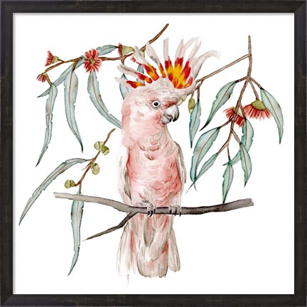 Framed Pink Cockatoo II Print