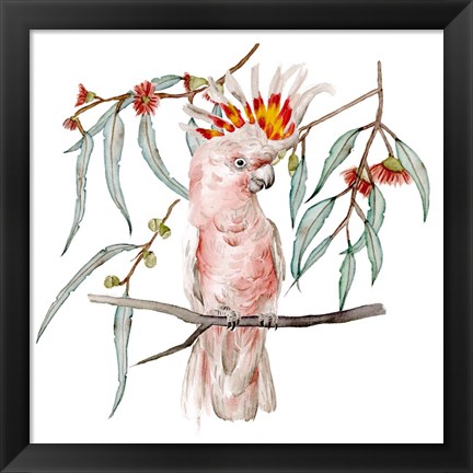 Framed Pink Cockatoo II Print