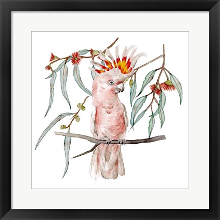 Framed Pink Cockatoo II Print