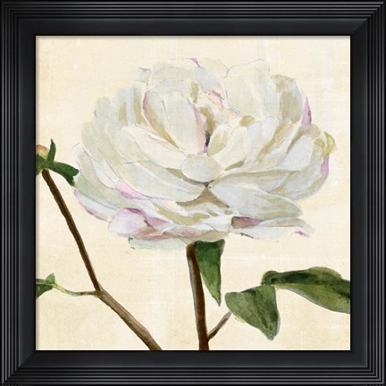 Framed Peony in Bloom I Print