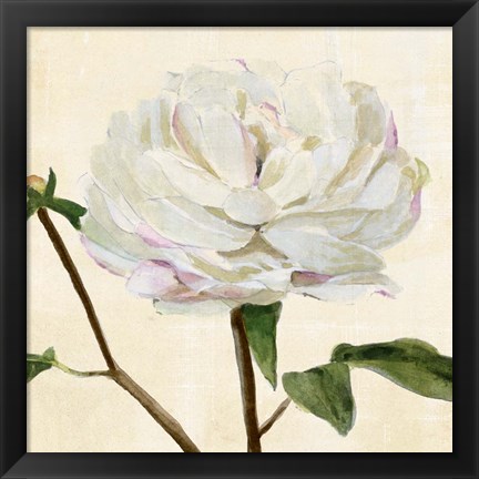 Framed Peony in Bloom I Print