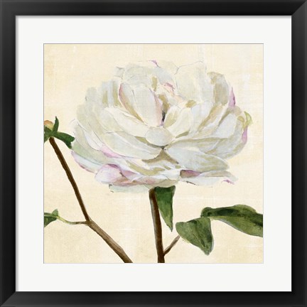 Framed Peony in Bloom I Print