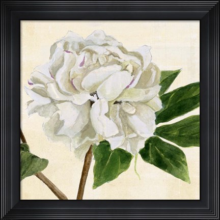 Framed Peony in Bloom II Print