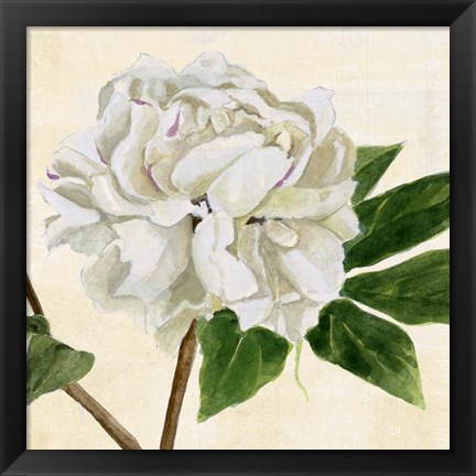 Framed Peony in Bloom II Print