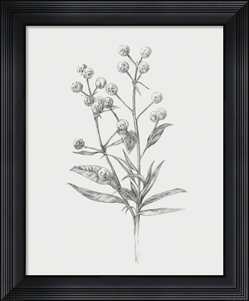 Framed Wild Stem I Print