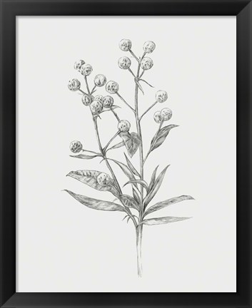 Framed Wild Stem I Print