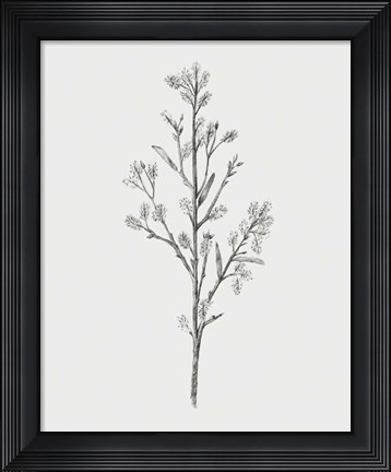 Framed Wild Stem II Print