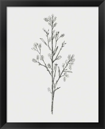 Framed Wild Stem II Print