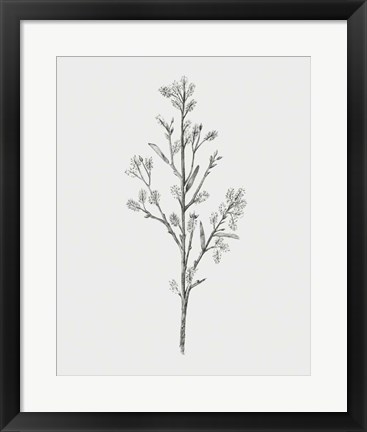 Framed Wild Stem II Print