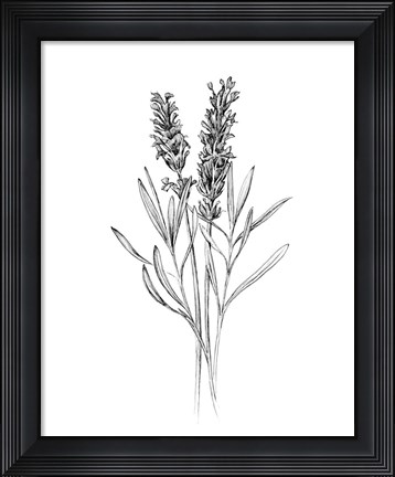 Framed Field Flower II Print