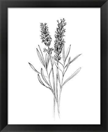 Framed Field Flower II Print