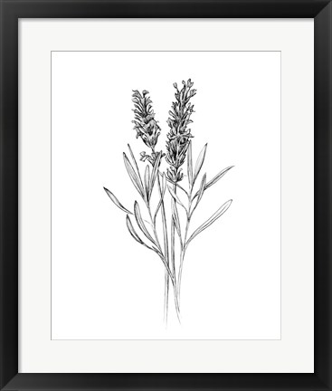 Framed Field Flower II Print