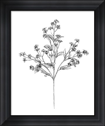Framed Field Flower IV Print