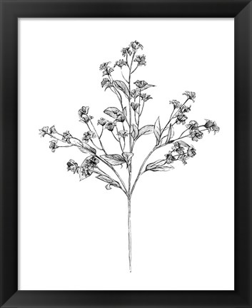 Framed Field Flower IV Print