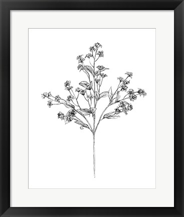 Framed Field Flower IV Print