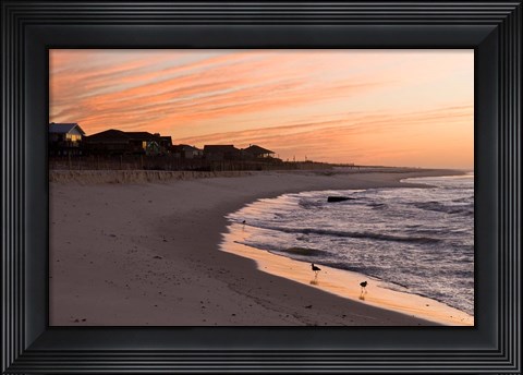 Framed Alabama, Gulf Shores, Beach, shore birds Print