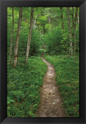 Framed North Country Trail Print