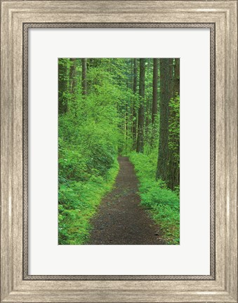 Framed Hiking Trail in Columbia River Gorge II Print
