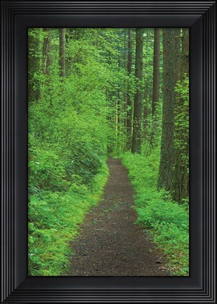 Framed Hiking Trail in Columbia River Gorge II Print