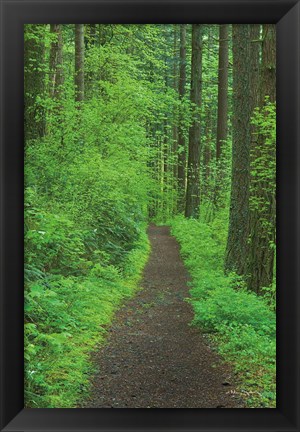 Framed Hiking Trail in Columbia River Gorge II Print