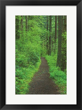 Framed Hiking Trail in Columbia River Gorge II Print