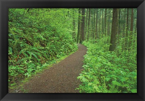 Framed Hiking Trail in Columbia River Gorge I Print