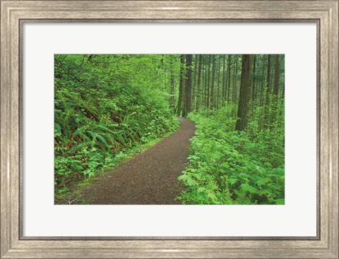 Framed Hiking Trail in Columbia River Gorge I Print